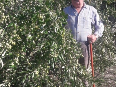 Maslinarstvo na petsto metara nadmorske visine Maslinarstvo na petsto metara nadmorske visine