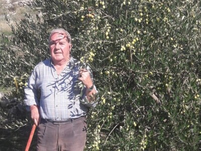 Maslinarstvo na petsto metara nadmorske visine Maslinarstvo na petsto metara nadmorske visine