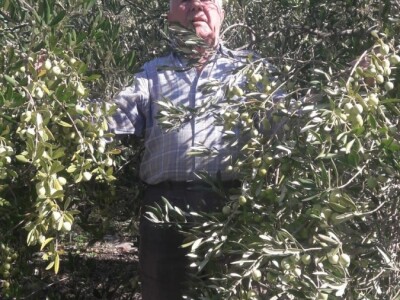 Maslinarstvo na petsto metara nadmorske visine Maslinarstvo na petsto metara nadmorske visine