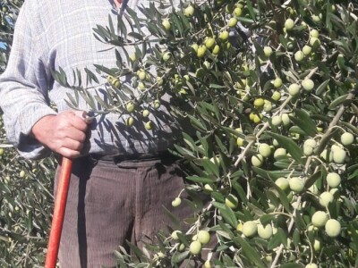 Maslinarstvo na petsto metara nadmorske visine Maslinarstvo na petsto metara nadmorske visine