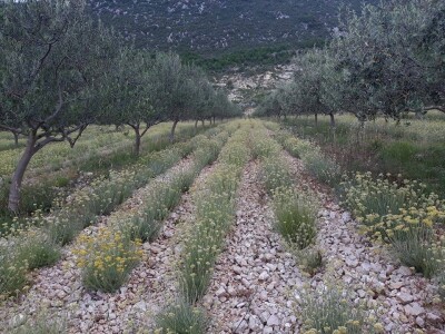 Maslinarstvo u Hercegovini