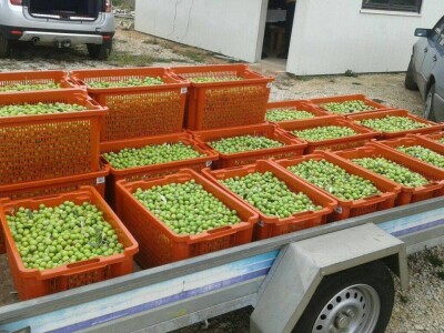 Maslinarstvo u Hercegovini