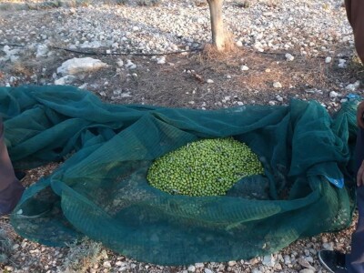 Maslinarstvo u Hercegovini