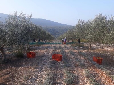 Maslinarstvo u Hercegovini