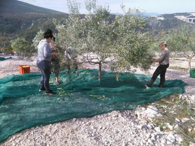 Maslinarstvo u Hercegovini