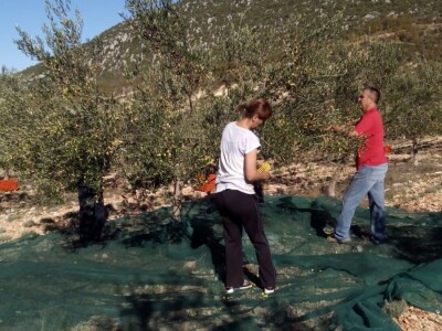 Maslinarstvo u Hercegovini