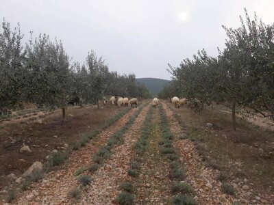 Maslinarstvo u Hercegovini