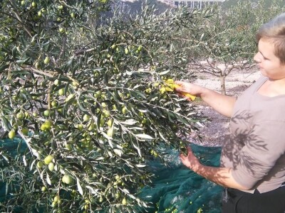 Maslinarstvo u Hercegovini