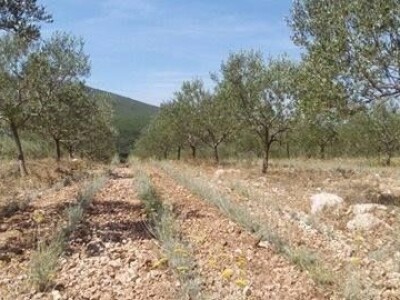 Maslinarstvo u Hercegovini