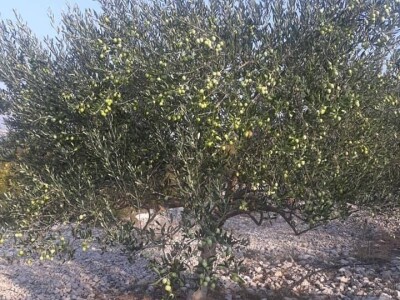 Maslinarstvo u Hercegovini