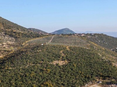 Maslinarstvo u Hercegovini