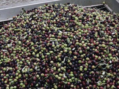 Uljara Bilaja Uljara Bilaja