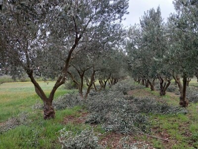 HUMANOST NA DJELU - Priskočili u pomoć i orezali maslinike oboljelim maslinarima