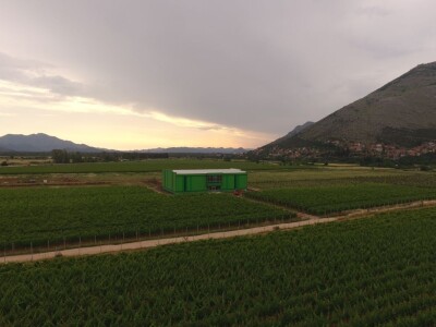 Masline i maslinovo ulje Podruma Vukoje Masline i maslinovo ulje Podruma Vukoje