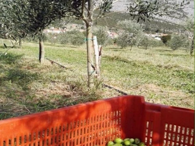 Masline i maslinovo ulje Podruma Vukoje