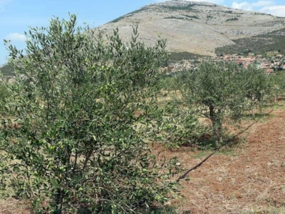 Masline i maslinovo ulje Podruma Vukoje