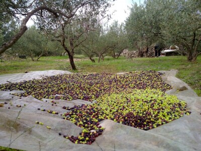 Masline prije prerade