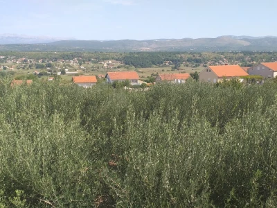 Masline u Stocu