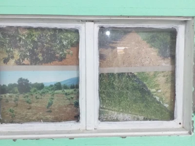 Masline u Stocu