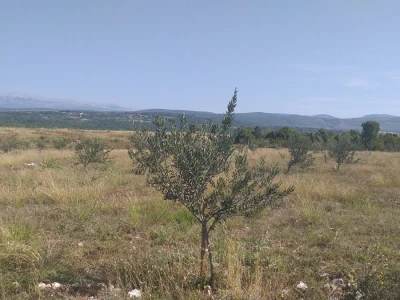 Masline u Stocu
