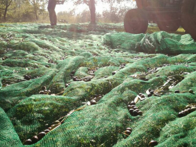 masline za ulje masline za ulje