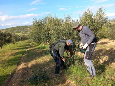HUMANOST NA DJELU - Priskočili u pomoć i orezali maslinike oboljelim maslinarima