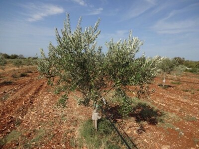 Autohtone sorte maslina