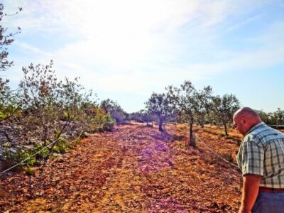 Maslinici se prostiru na 27 hektara
