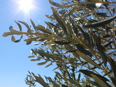 Maslinici i uljara obitelji Mikulić