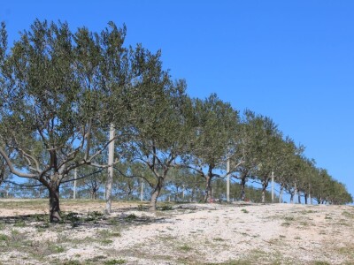 Maslinici i uljara obitelji Mikulić