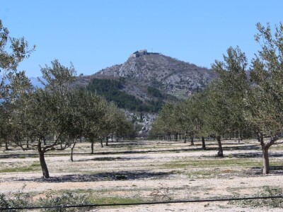 Maslinici i uljara obitelji Mikulić