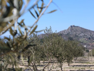 Maslinici i uljara obitelji Mikulić
