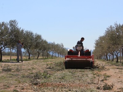 Maslinici i uljara obitelji Mikulić