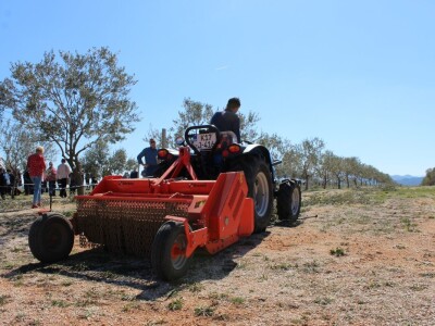 Maslinici i uljara obitelji Mikulić