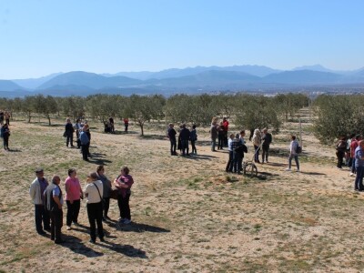 Maslinici i uljara obitelji Mikulić