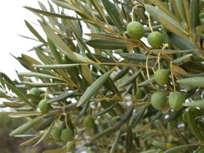 Maslinici Lun