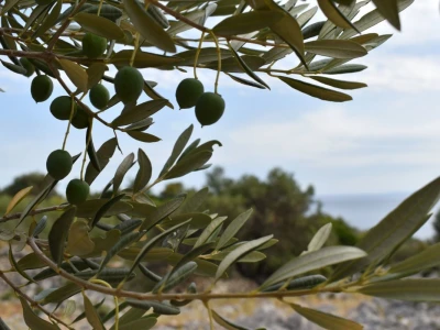 Maslinici Lun