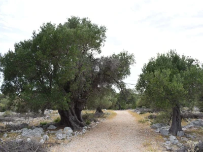 Maslinici Lun