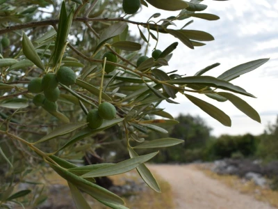 Maslinici Lun