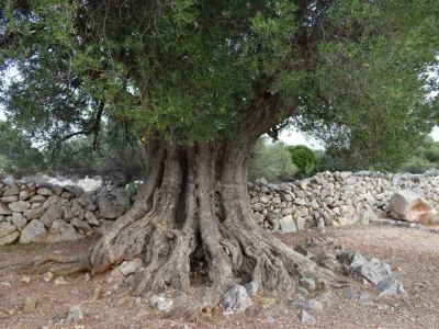 Maslinici Lun