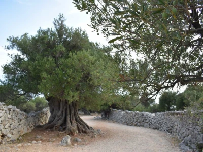 Maslinici Lun
