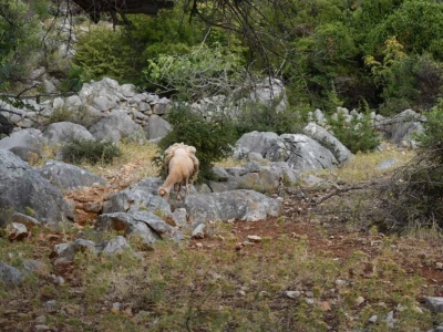 Maslinici Lun