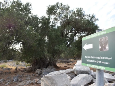 Maslinici Lun