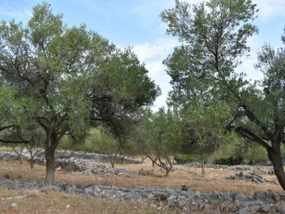 Maslinici Lun