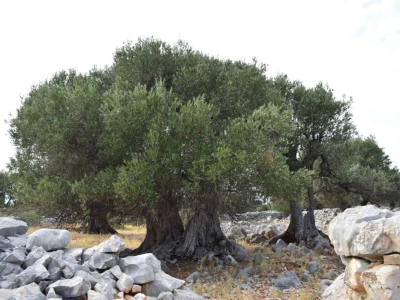 Maslinici Lun