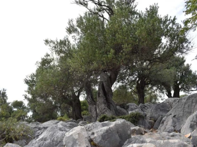 Maslinici Lun