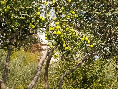 Maslinik Ante Kutleše