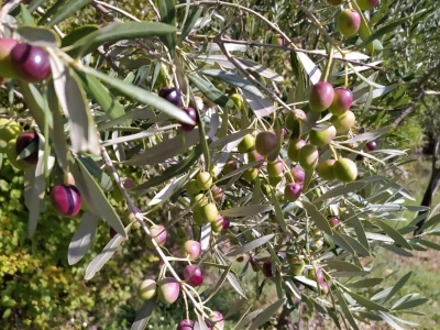 Maslinik Ante Kutleše