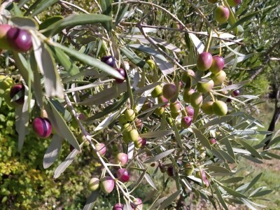 Maslinik Ante Kutleše