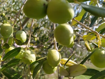 Maslinik Ante Kutleše